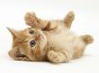 Ginger Domestic Kitten (Felis Catus) Rolling On Back Playing by Jane Burton Limited Edition Print