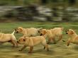 Domestic Dogs, Labrador Puppies Running by Jane Burton Limited Edition Print