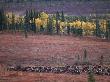 Reindeer Migration Across Tundra, Kobuk Valley National Park, Alaska, Usa, North America by Staffan Widstrand Limited Edition Print