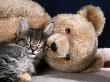 Norwegian Forest Kitten Asleep With Teddy Bear by Petra Wegner Limited Edition Print