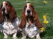 Two Basset Hounds, Domestic Dog,Amongst Daffodils, Usa by Lynn M. Stone Limited Edition Print