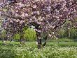 Cherry Tree, In Blossom, Regents Park, London, Uk by Georgette Douwma Limited Edition Print