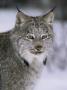 Lynx Portrait, Usa by Lynn M. Stone Limited Edition Pricing Art Print