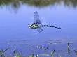 Southern Hawker Dragonfly Male Hovering Over Pond, Uk by Kim Taylor Limited Edition Pricing Art Print