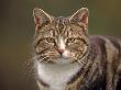 Domestic Cat (Felis Catus), Wester Ross, Scotland by Niall Benvie Limited Edition Print