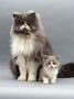 Domestic Cat, Blue Bicolour Persian Male With His 7-Week Lilac Bicolour Kitten by Jane Burton Limited Edition Print