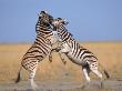 Common Zebra Males Fighting, Etosha National Park, Namibia by Tony Heald Limited Edition Pricing Art Print