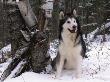 Alaskan Malamute Dog In Snow, Usa by Lynn M. Stone Limited Edition Pricing Art Print
