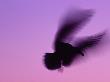 Herring Gull Flying, Norway by Niall Benvie Limited Edition Print