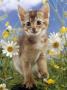 Domestic Cat, 6-Week, Abyssinian Kitten Among Ox-Eye Dasies And Buttercups by Jane Burton Limited Edition Print