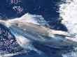 Atlantic Spotted Dolphin Bow-Riding, Bahamas, Atlantic by Todd Pusser Limited Edition Print