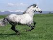 Grey Andalusian Stallion Cantering With Rocky Mtns Behind, Colorado, Usa by Carol Walker Limited Edition Print