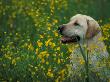Labrador Retriever Sitting Among Flowers by Adriano Bacchella Limited Edition Print