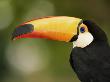 Toco Toucan, Close-Up Of Beak, Brazil, South America by Pete Oxford Limited Edition Pricing Art Print