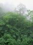 Tropical Rainforest Canopy In Mist, Braulio Carrillo National Park, Costa Rica by Juan Manuel Borrero Limited Edition Print