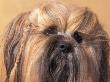 Lhasa Apso Face Portrait With Hair Plaited by Adriano Bacchella Limited Edition Print
