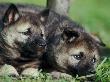 Norwegian Elkhound Puppies Lying In Grass by Adriano Bacchella Limited Edition Print