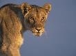 Lioness Portrait, Etosha National Park, Namibia by Tony Heald Limited Edition Pricing Art Print