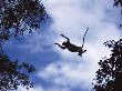 Proboscis Monkey Leaping From Tree, Borneo, Indonesia by Jurgen Freund Limited Edition Print