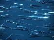 Anchovies, Great Barrier Reef, Australia by Jurgen Freund Limited Edition Print