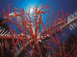 Featherstar, On Fan Coral Indo Pacific by Jurgen Freund Limited Edition Print