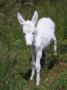 Domestic Donkey Foal, Albino, Europe by Reinhard Limited Edition Print