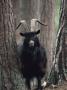 Feral Goat Male In Pinewood (Capra Hircus), Scotland by Niall Benvie Limited Edition Print