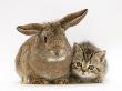 British Shorthair Brown Tabby Female Kitten With Young Agouti Rabbit by Jane Burton Limited Edition Pricing Art Print
