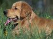 Golden Retriever Lieing In Grass, Us by Lynn M. Stone Limited Edition Print