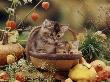 Two Domestic Kittens (Felis Catus) In Basket Surrounded By Pumpkins by Jane Burton Limited Edition Print
