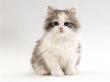 Domestic Cat, 8-Week, Chinchilla-Cross Silver Tortoiseshell Kitten by Jane Burton Limited Edition Pricing Art Print