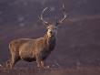 Red Deer Stag On Hillside, Inverness-Shire, Scotland by Niall Benvie Limited Edition Pricing Art Print