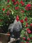 Domestic Chicken, Barred Rock Cochin Bantam Rooster, Iowa, Usa by Lynn M. Stone Limited Edition Print