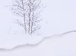 Silver Birch, In Winter Snow Cornice, Estonia by Niall Benvie Limited Edition Pricing Art Print