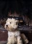West Highland Terrier / Westie Sitting In Front Of A Fireplace by Adriano Bacchella Limited Edition Print