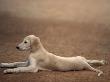 Young Saluki Puppy Lying Down by Adriano Bacchella Limited Edition Print