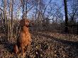 Tyrolean Bloodhound Sitting In Dry Leaves In Woodland by Adriano Bacchella Limited Edition Pricing Art Print
