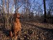 Tyrolean Bloodhound Sitting In Dry Leaves In Woodland by Adriano Bacchella Limited Edition Pricing Art Print