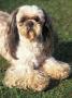 Shih Tzu Lying On Grass With Facial Hair Cut Short And Showing Hairy Paws by Adriano Bacchella Limited Edition Print