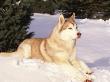 Siberian Husky Resting In Snow, Usa by Lynn M. Stone Limited Edition Print