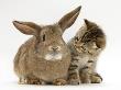 British Shorthair Brown Tabby Female Kitten Looking Inquisitivly At Young Agouti Rabbit by Jane Burton Limited Edition Print