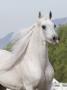 Grey Arabian Stallion Portrait, Ojai, California, Usa by Carol Walker Limited Edition Print