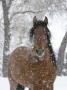 Bay Andalusian Stallion Portrait With Falling Snow, Longmont, Colorado, Usa by Carol Walker Limited Edition Print