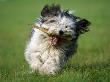 Polish Lowland Sheepdog Running by Petra Wegner Limited Edition Print