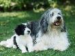 Polish Lowland Sheepdog With Puppy by Petra Wegner Limited Edition Pricing Art Print