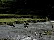River Cow Crossing, Indonesia by Michael Brown Limited Edition Print