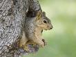 Eastern Fox Squirrel In Tree Cavity, Hill Country, Texas, Usa by Rolf Nussbaumer Limited Edition Print