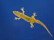Indo-Pacific Gecko Adult On Glass Showing Underside, Costa Rica by Rolf Nussbaumer Limited Edition Print