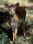 Suni Antelope De Wildt Gr, South Africa by Tony Heald Limited Edition Pricing Art Print