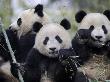 Three Subadult Giant Pandas Feeding On Bamboo, Wolong Nature Reserve, China by Eric Baccega Limited Edition Print